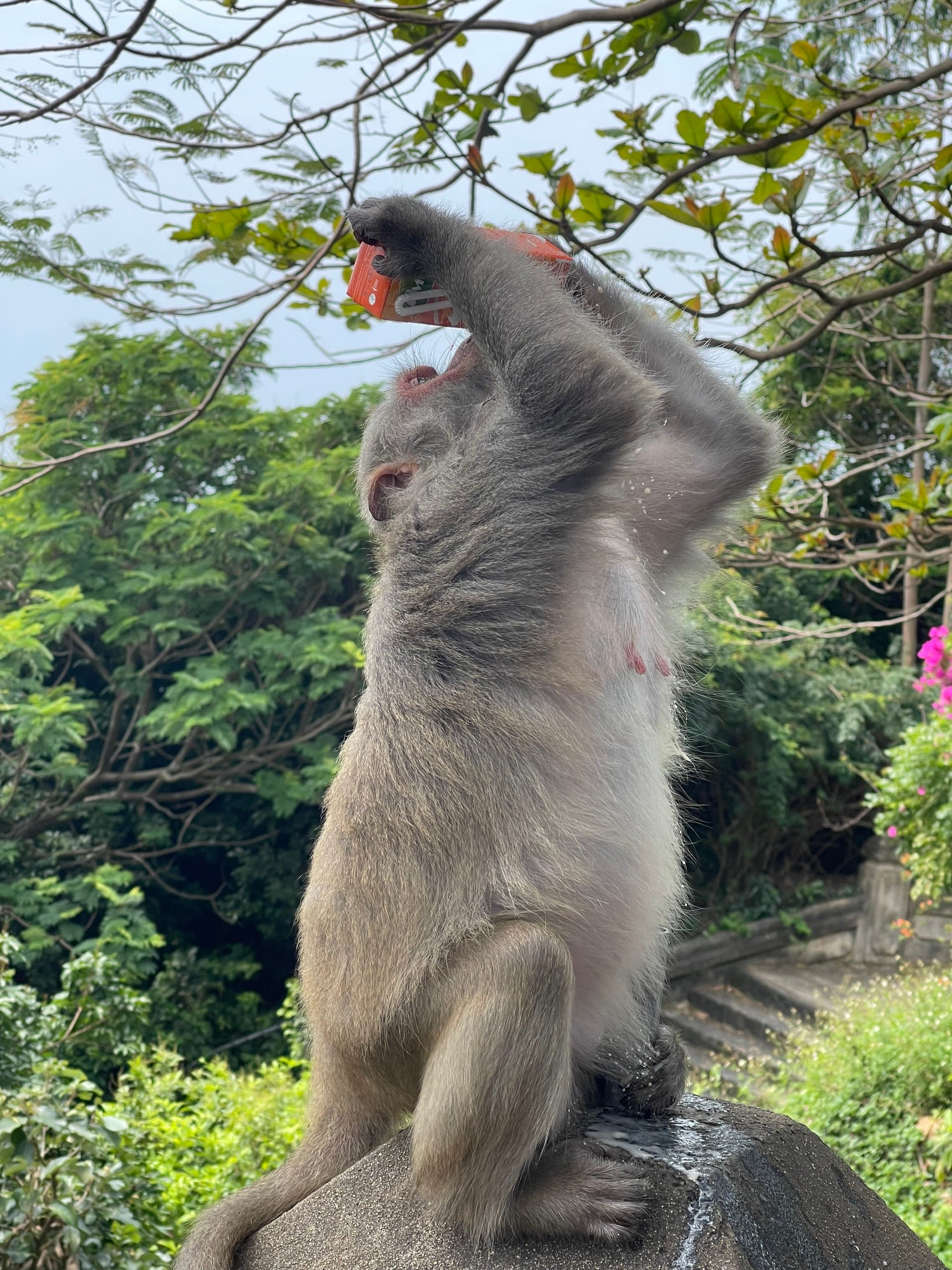 MilkMonkey